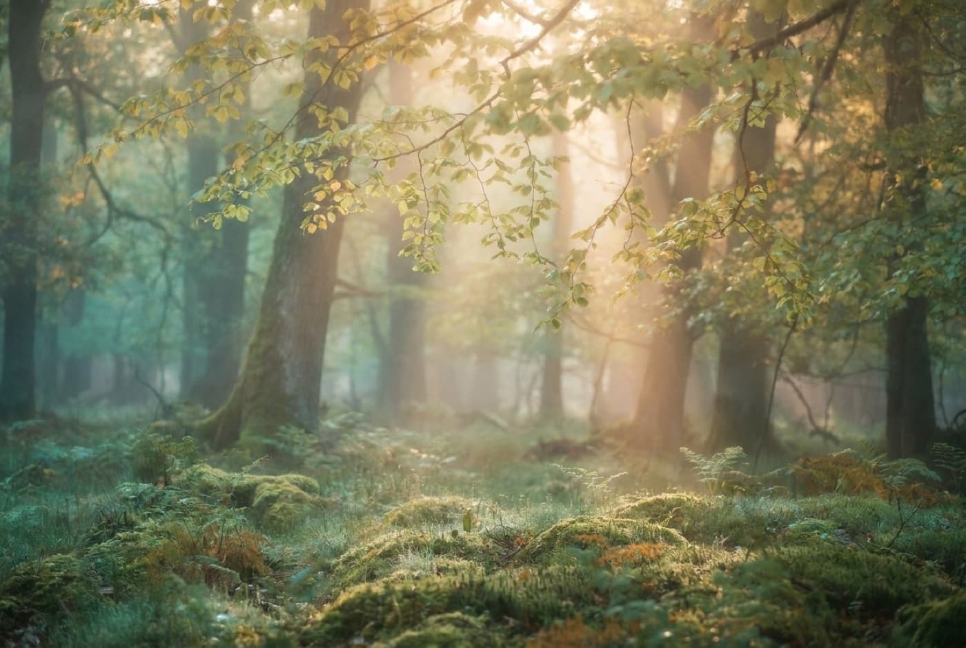 Forest Morning